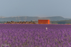 Valensole2023-7